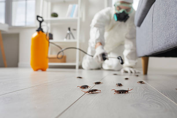 Post-Treatment Bed Bug Interceptor Monitoring in Keys